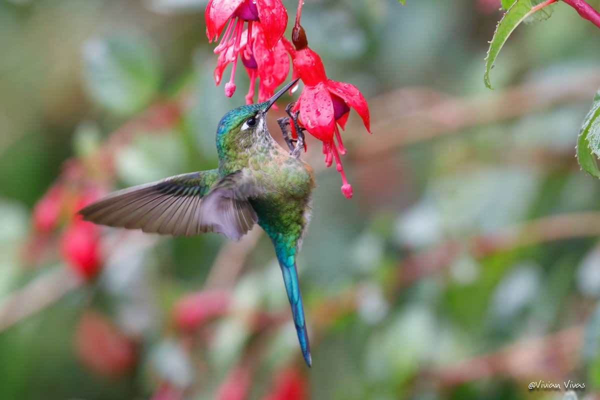 Long-tailed Sylph - ML357054291