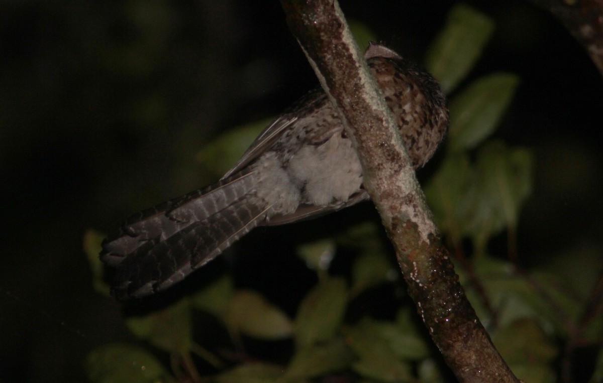 Wallace's Owlet-nightjar - ML357058111