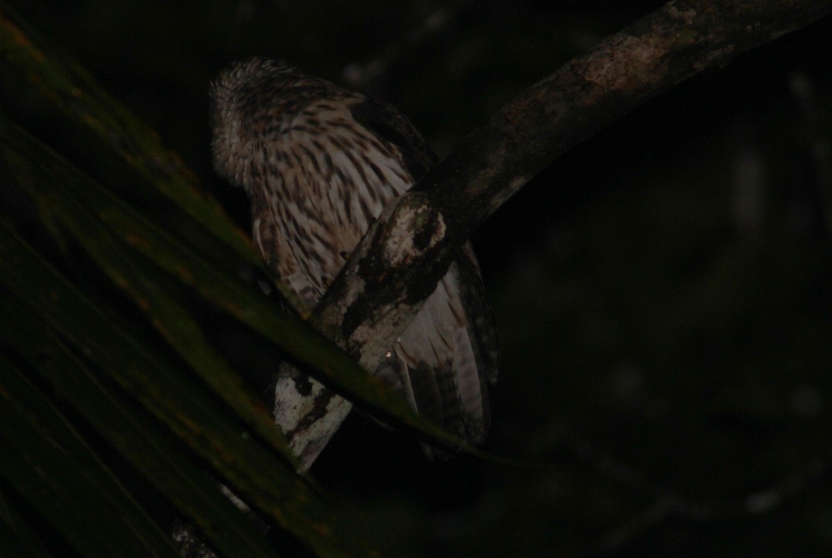Папуанская сова - ML357060911