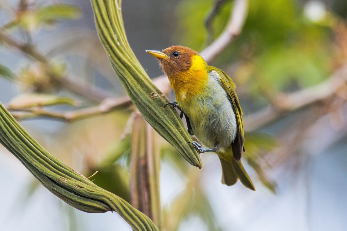 Rufous-headed Tanager - ML35706101