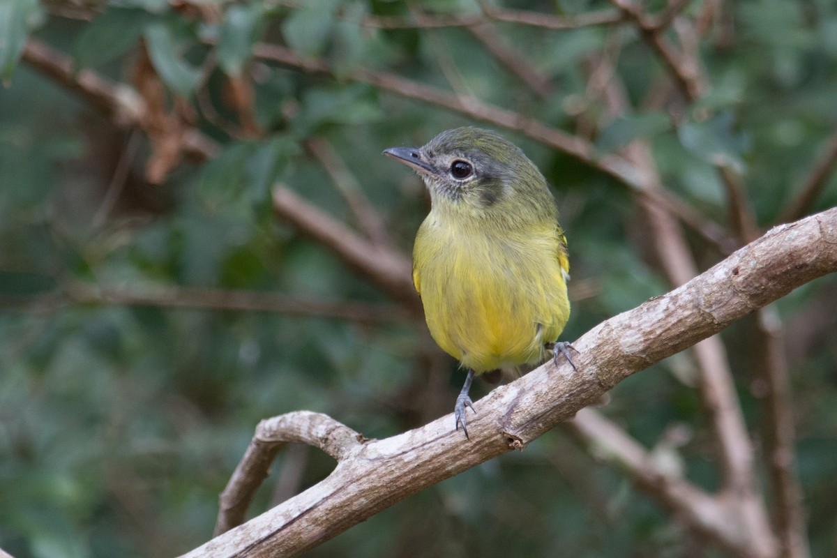 Yellow-olive Flatbill - Hudson - BirdsRio
