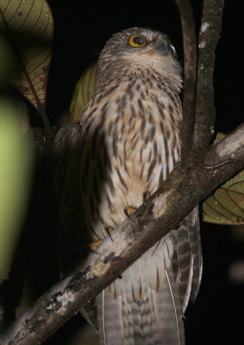 Papuan Owl - ML357061441