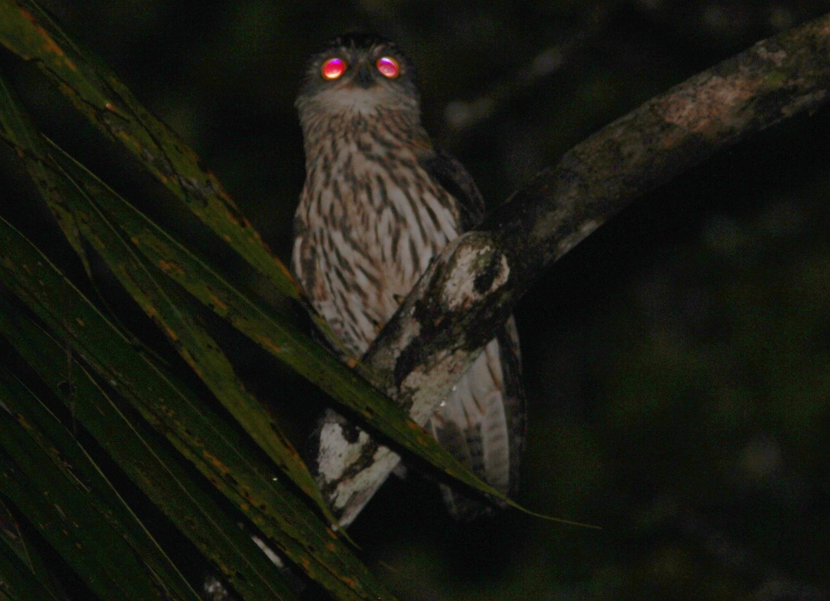 Papuan Owl - ML357061541