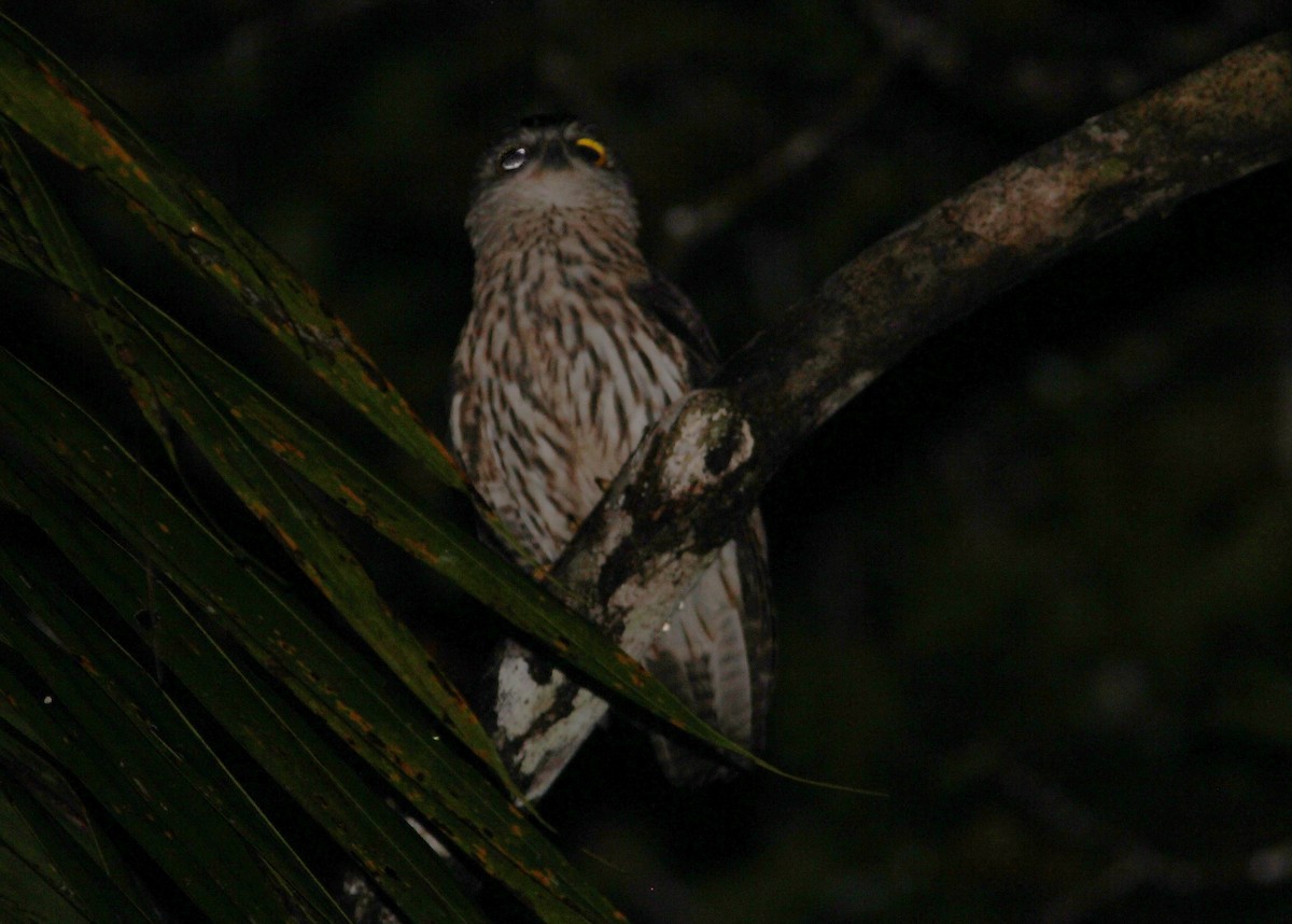 Papuan Owl - ML357061601