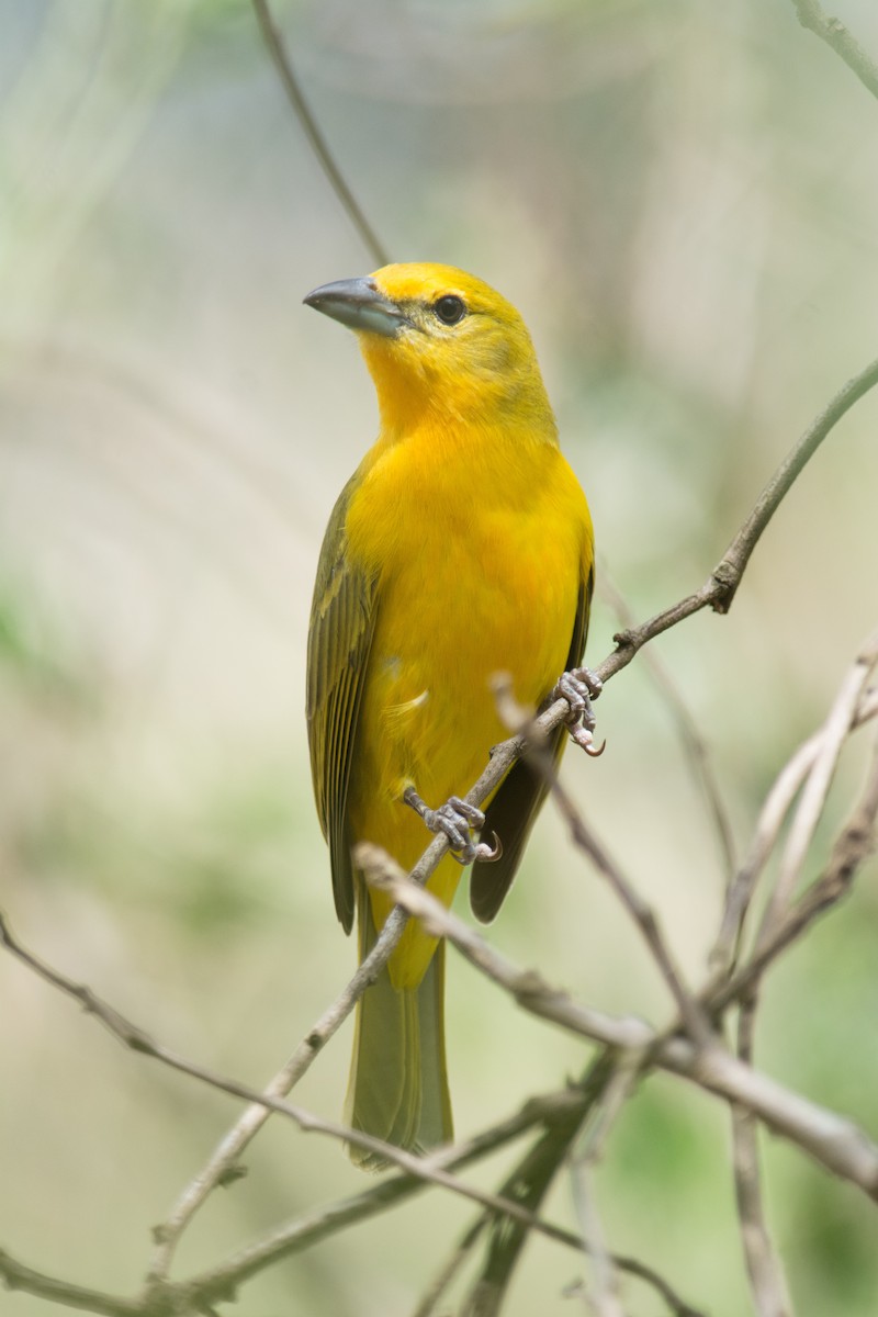 Hepatic Tanager - ML35706171
