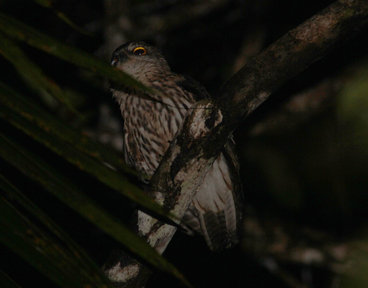 Papuan Owl - ML357061741