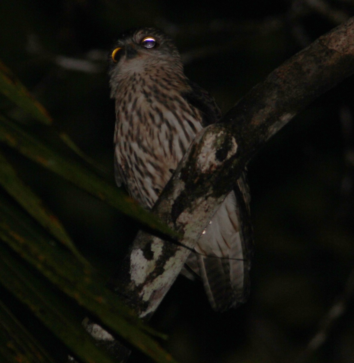 Ninoxe papoue - ML357062011