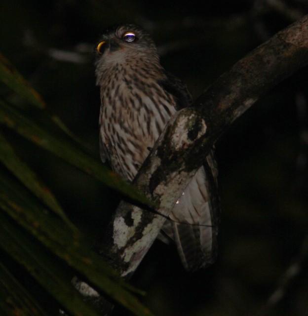 Papuan Owl
