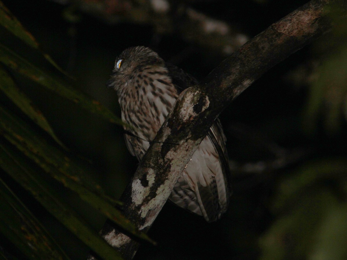 Papuan Owl - ML357062121