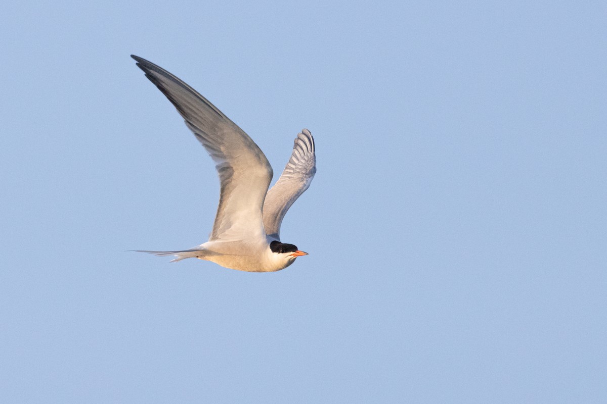 Common Tern - Paul Jones