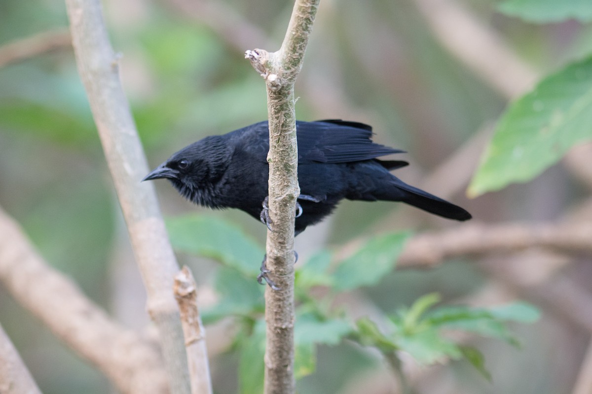 Chopi Blackbird - Hudson - BirdsRio