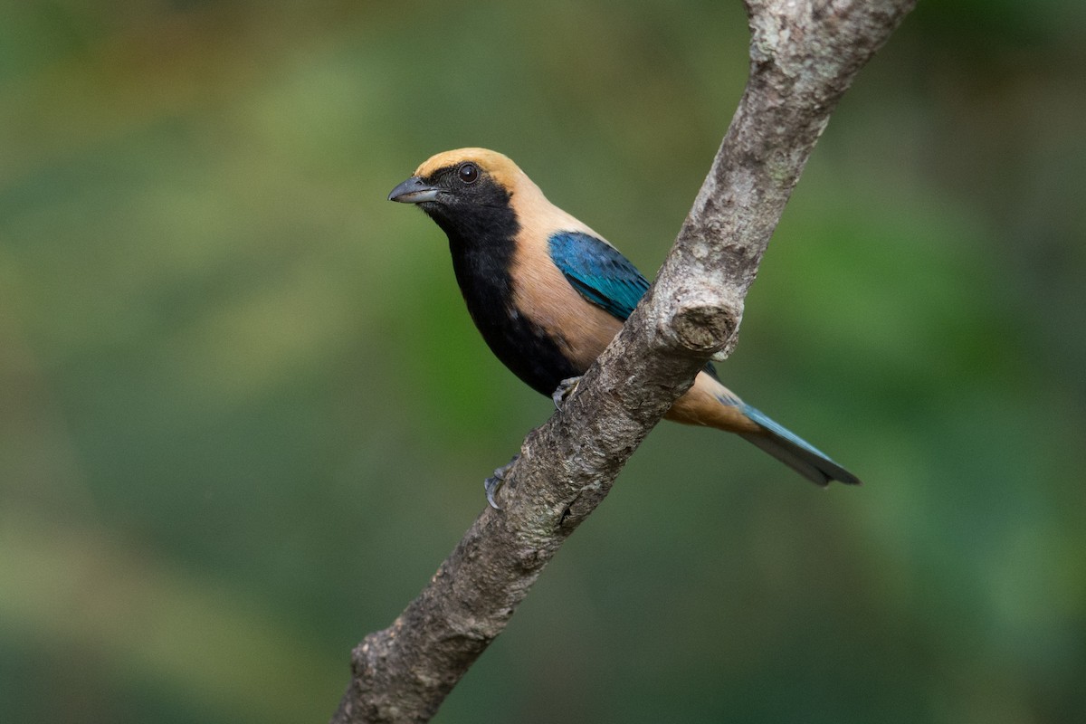 Burnished-buff Tanager - ML35706391