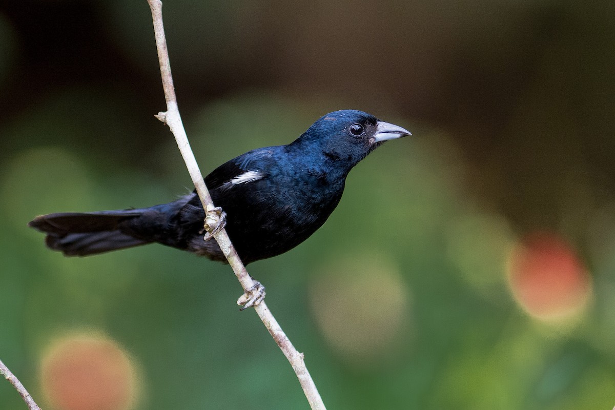 Ruby-crowned Tanager - ML35706621