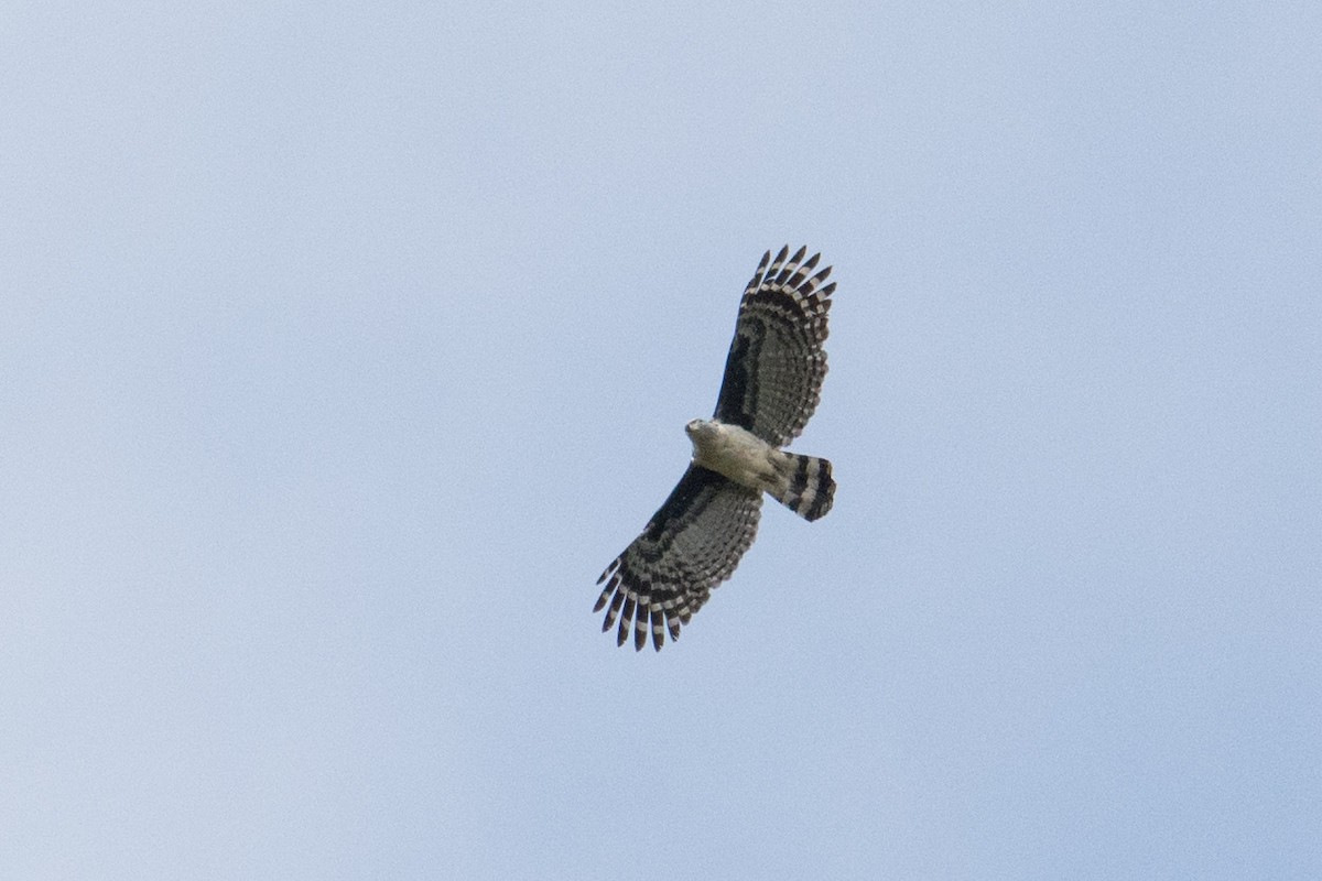 Gray-headed Kite - Hudson - BirdsRio