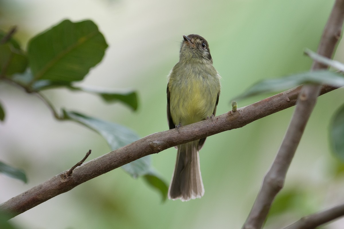 Sepia-capped Flycatcher - ML35706761