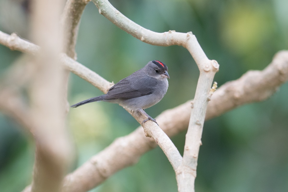 Pileated Finch - ML35707331