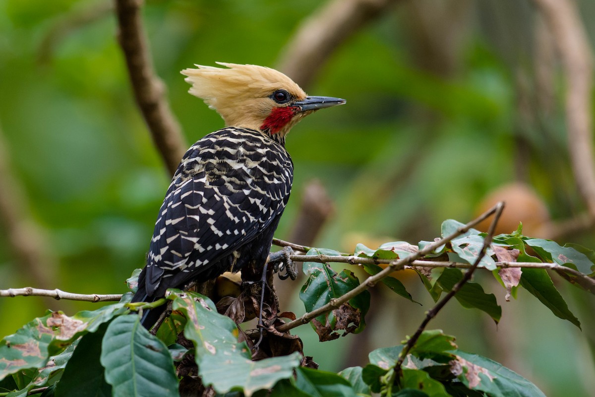 Blond-crested Woodpecker - ML35707371