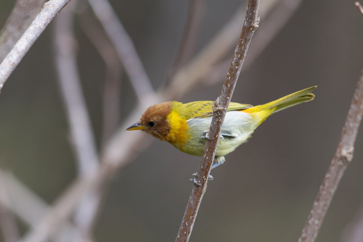 Rufous-headed Tanager - ML35707521