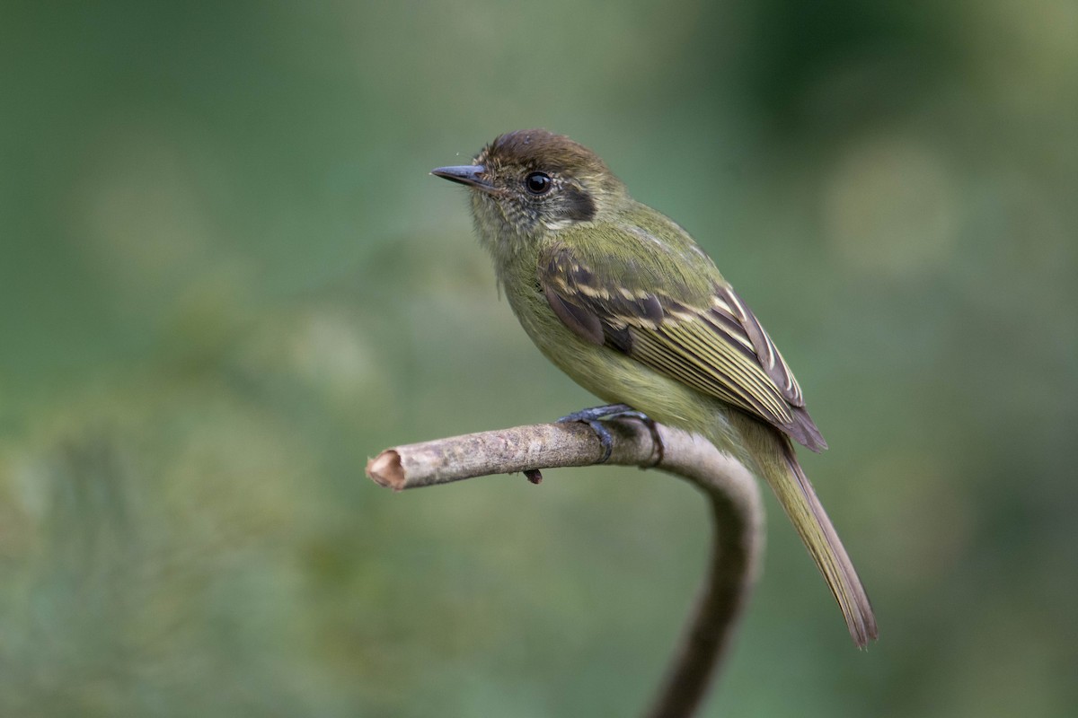 Sepia-capped Flycatcher - ML35707631