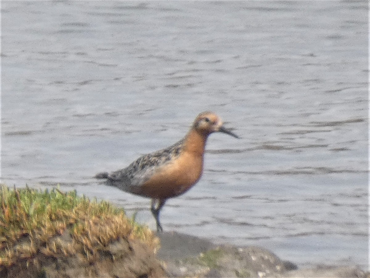 Red Knot - ML357076381