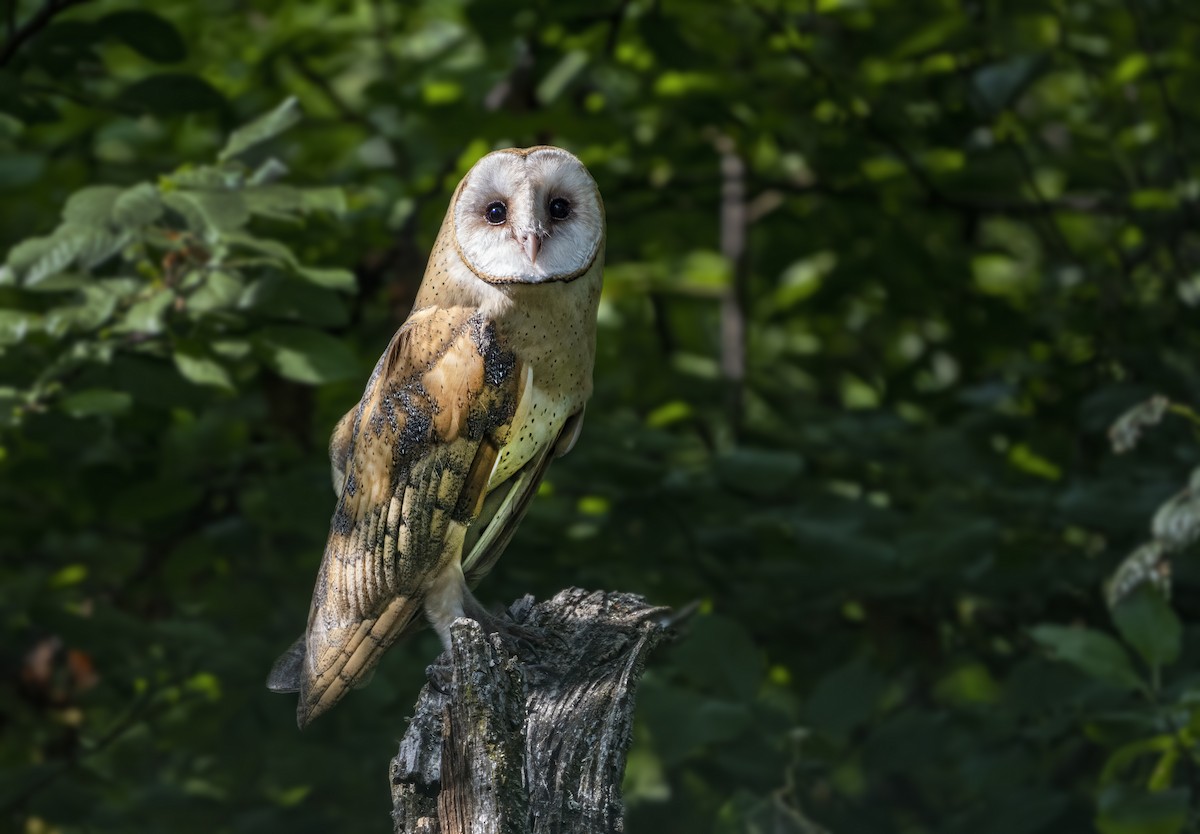 Barn Owl - Karl Schneck
