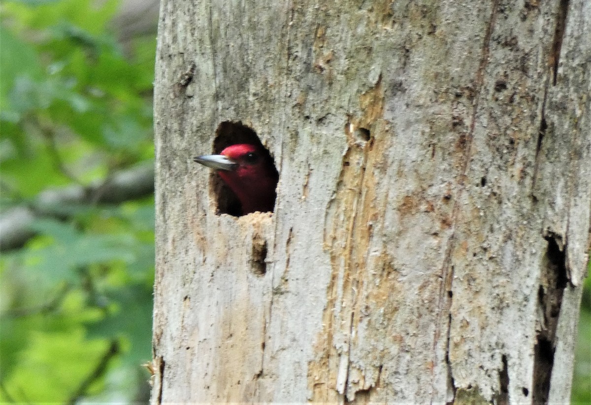 Red-headed Woodpecker - ML357085991