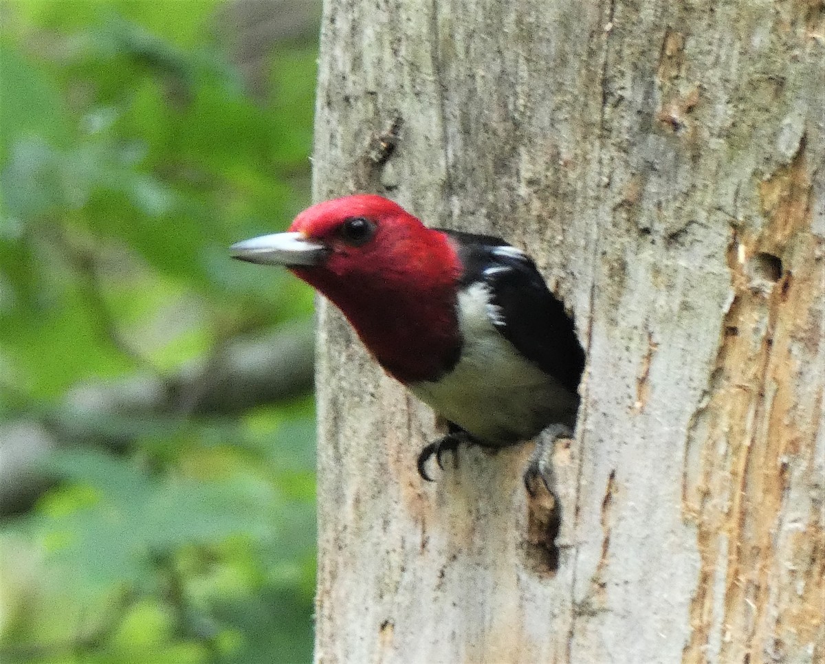 Red-headed Woodpecker - ML357086011