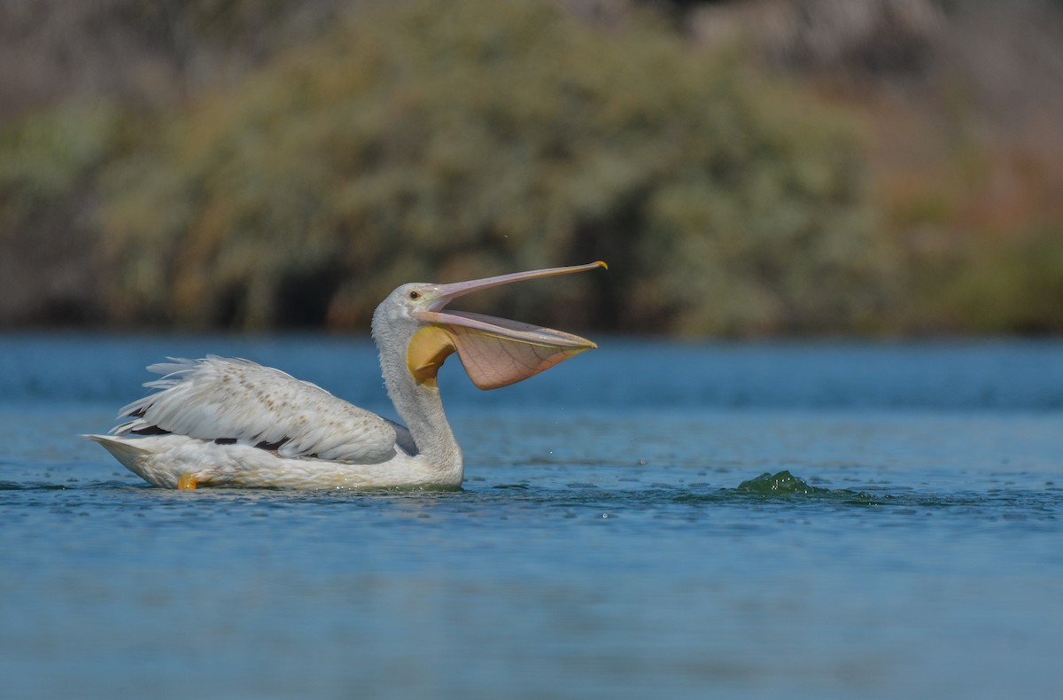 American White Pelican - Cedrik von Briel
