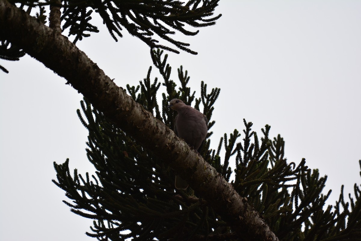 Red-eyed Dove - ML35708771