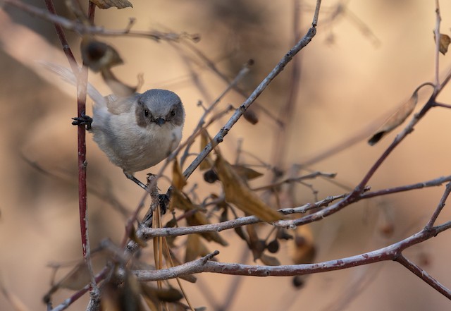 ヤブガラ Plumbeus Ebird