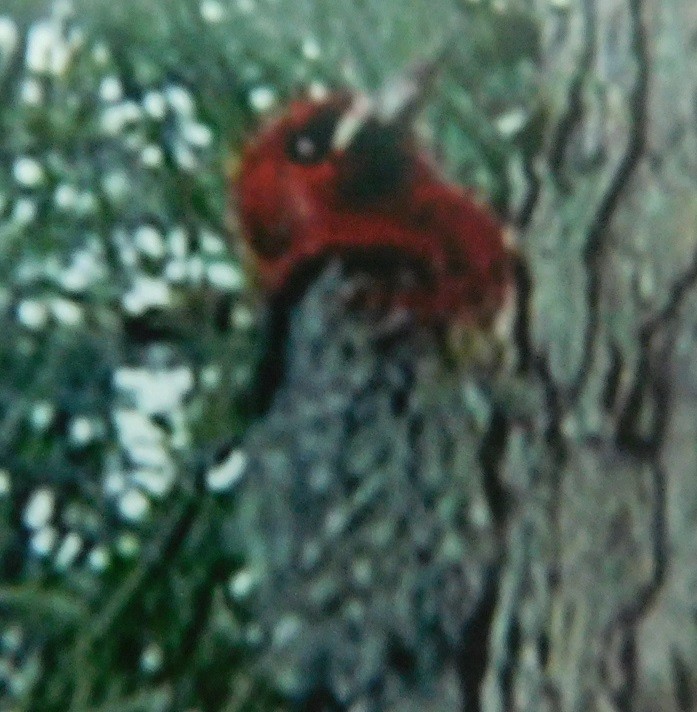 Red-breasted Sapsucker - Walla Walla  County List
