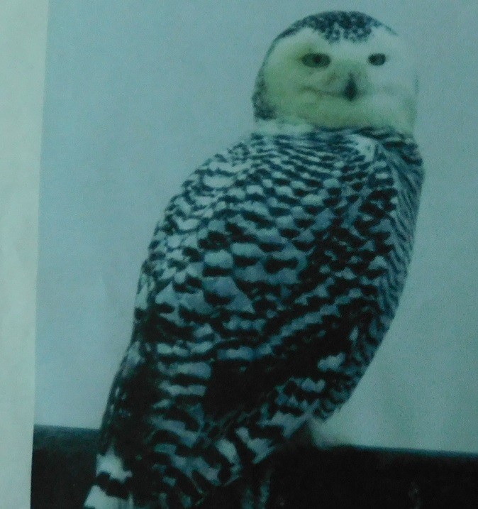 Snowy Owl - ML357093861