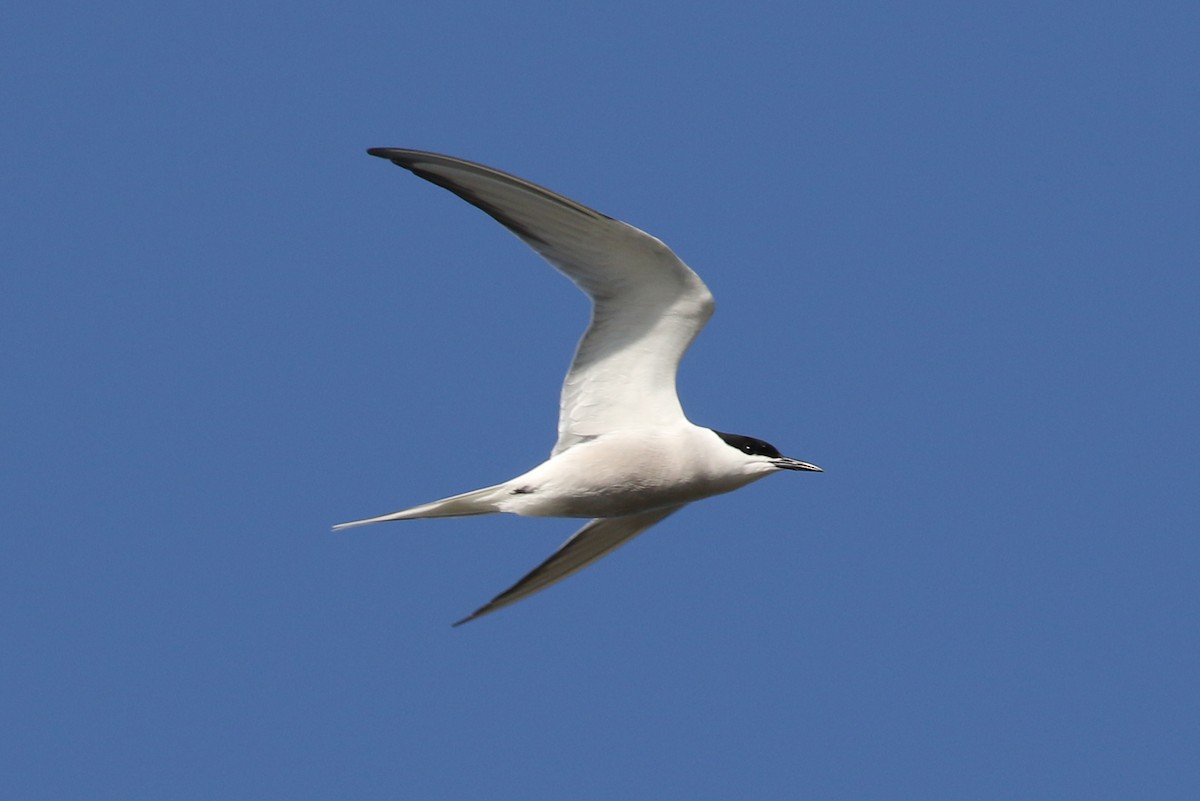 Common Tern - ML357097381