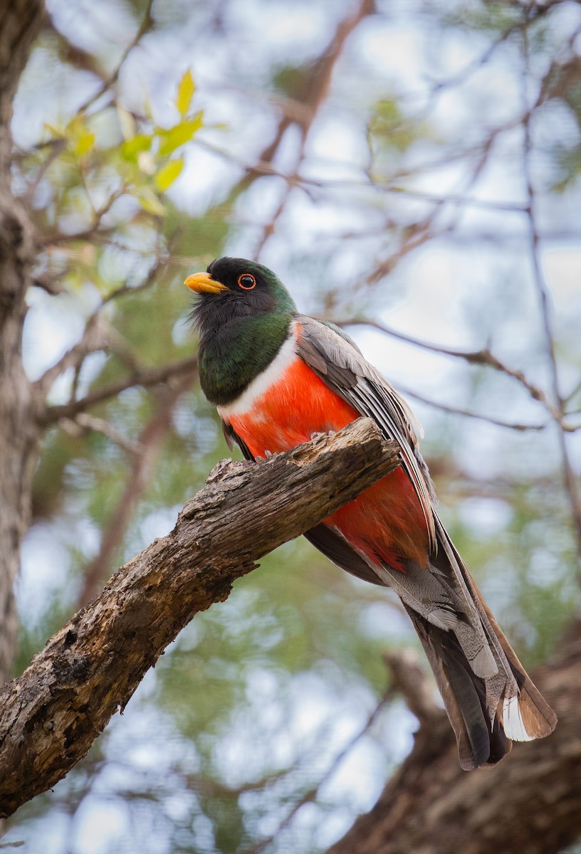 Trogon élégant (groupe ambiguus) - ML357097431