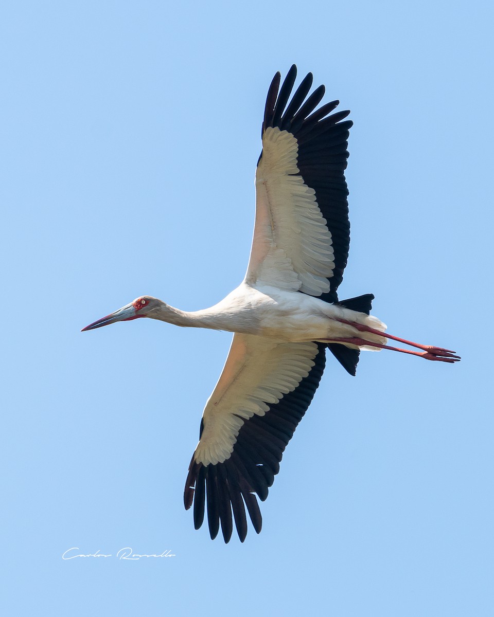 Maguari Stork - ML357102111