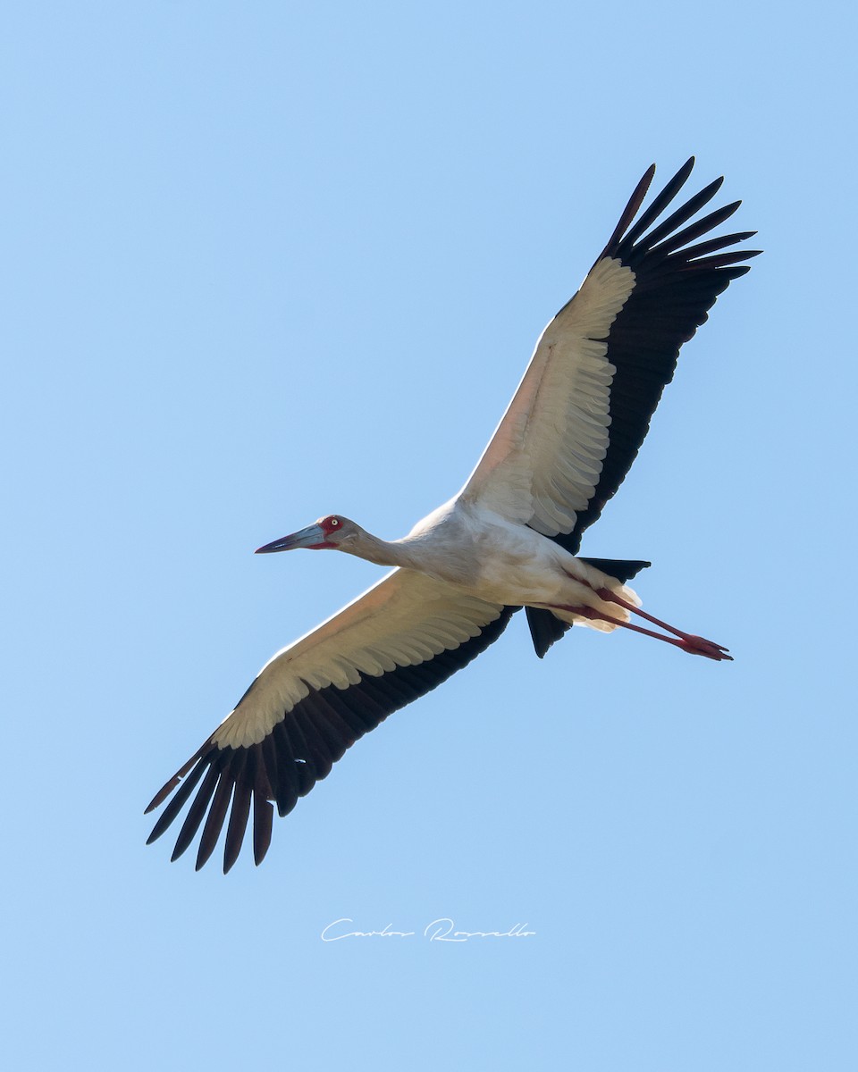 Maguari Stork - ML357102121