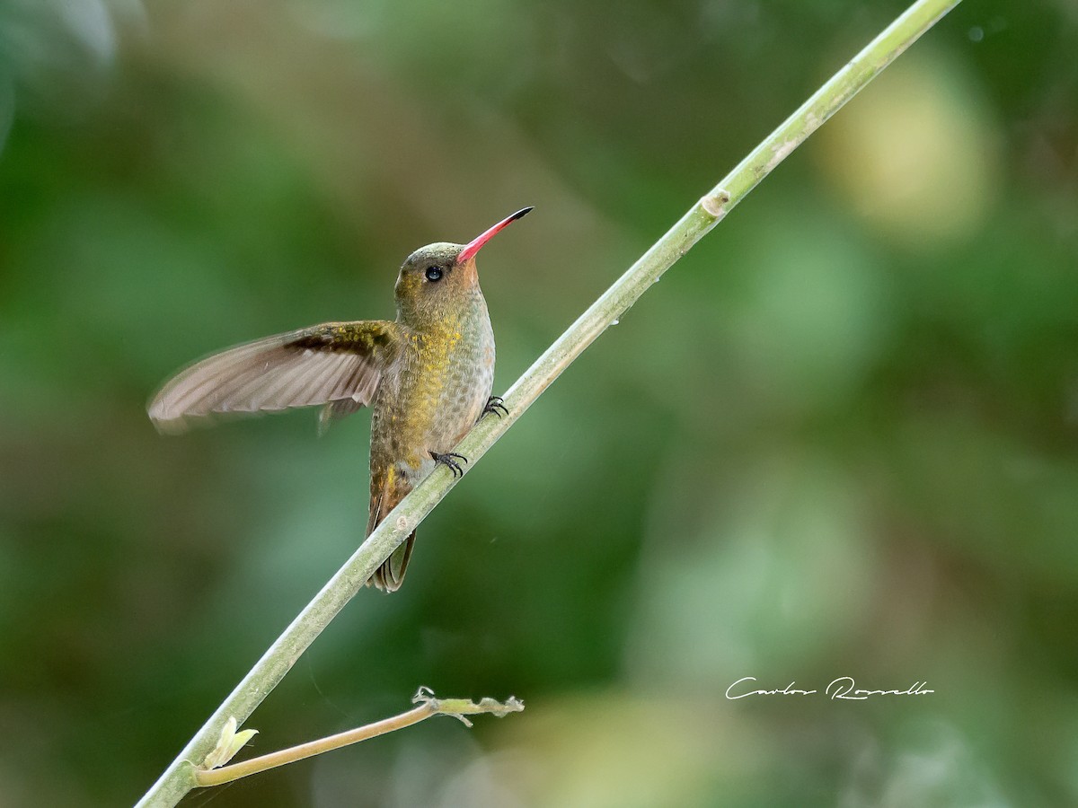 Gilded Hummingbird - Carlos Rossello