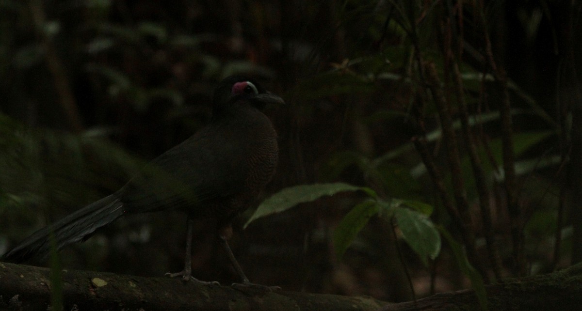 Sumatran Ground-Cuckoo - Subhojit Chakladar
