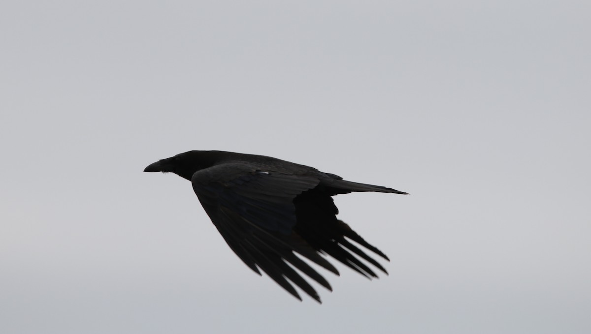Common Raven - Jasper Barnes