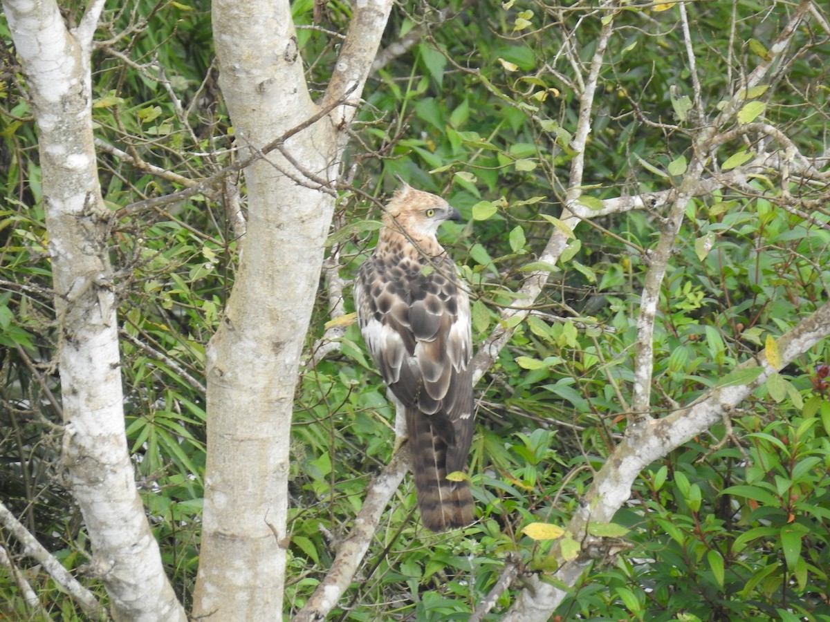 Changeable Hawk-Eagle (Crested) - ML35711101