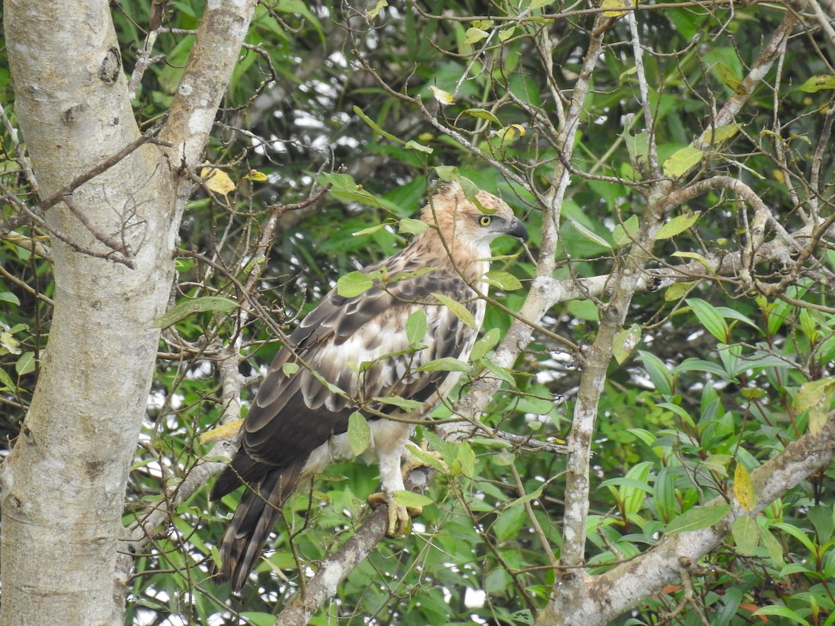 Changeable Hawk-Eagle (Crested) - ML35711111