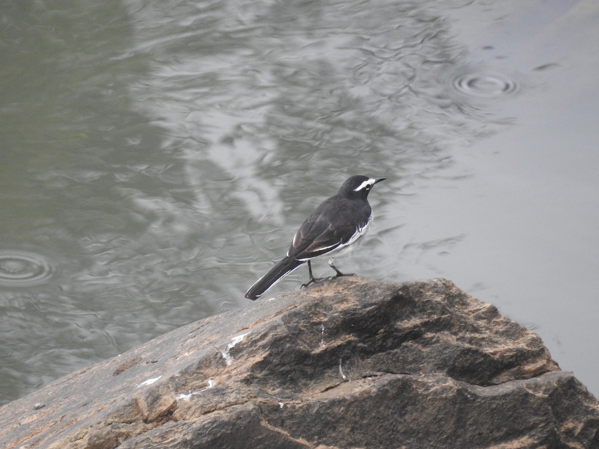 White-browed Wagtail - ML35711131