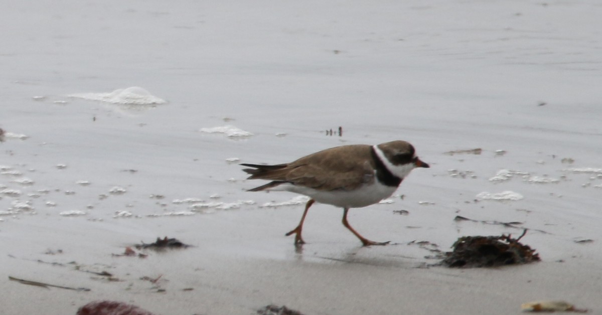 Semipalmated Plover - ML357115061