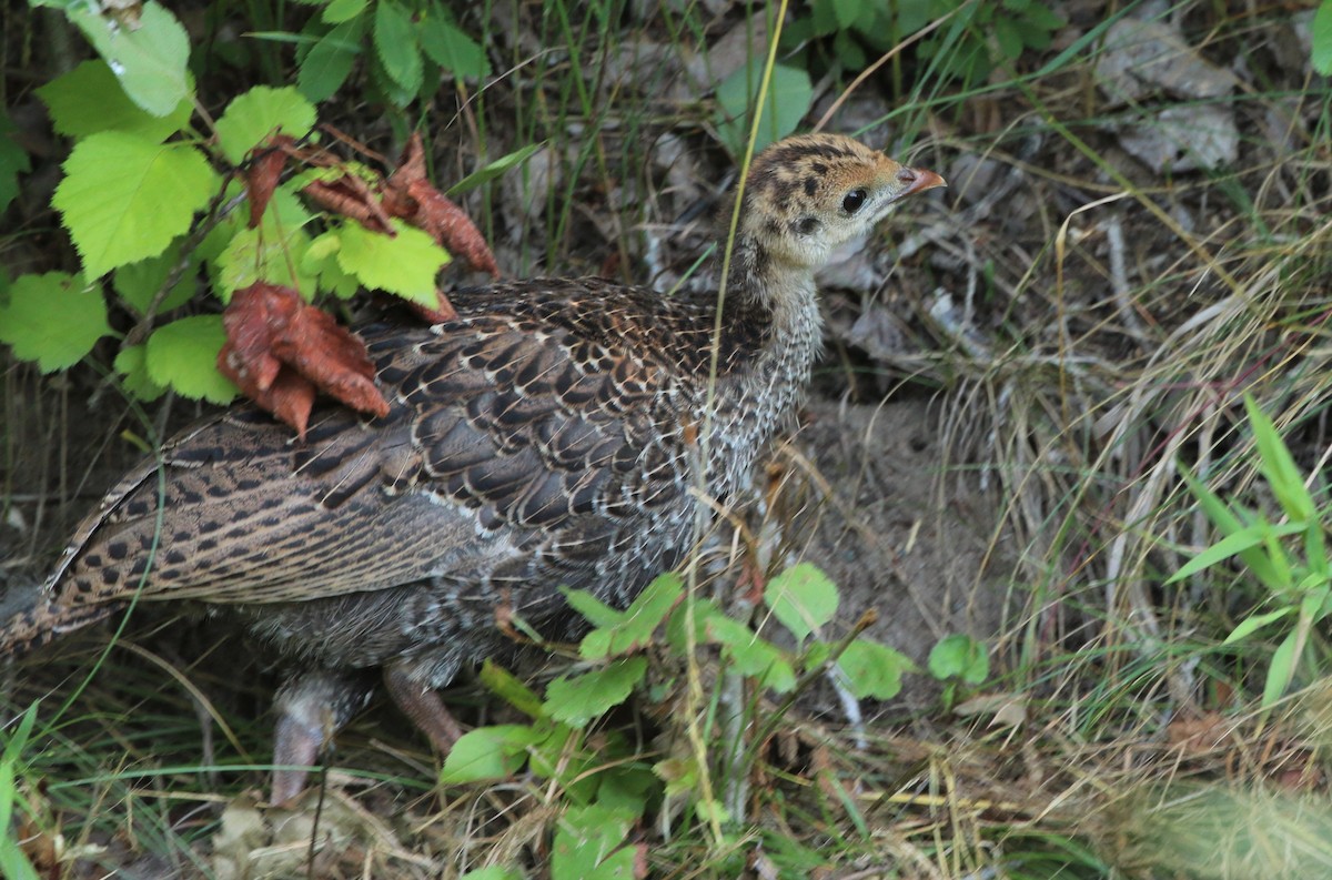 Wild Turkey - Danièle Laprise