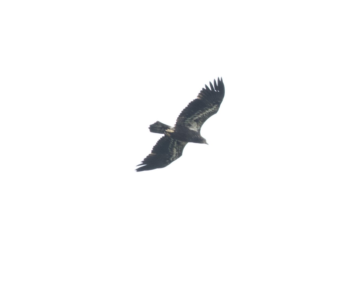 Белоголовый орлан - ML357125491