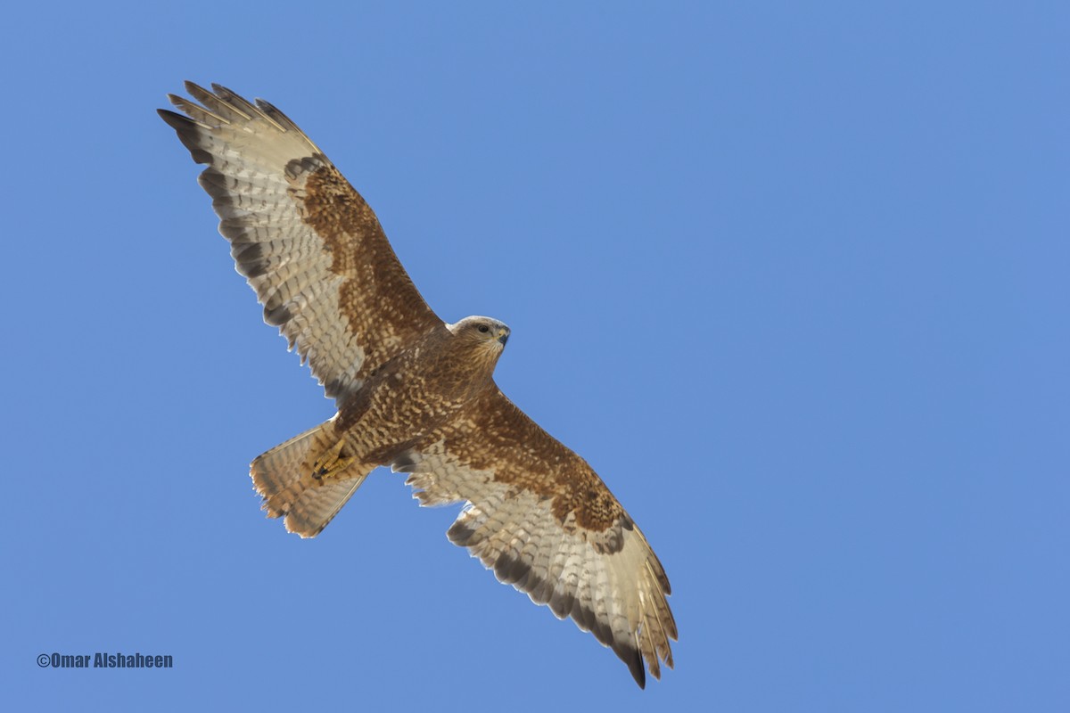 Common Buzzard (Steppe) - ML35712671