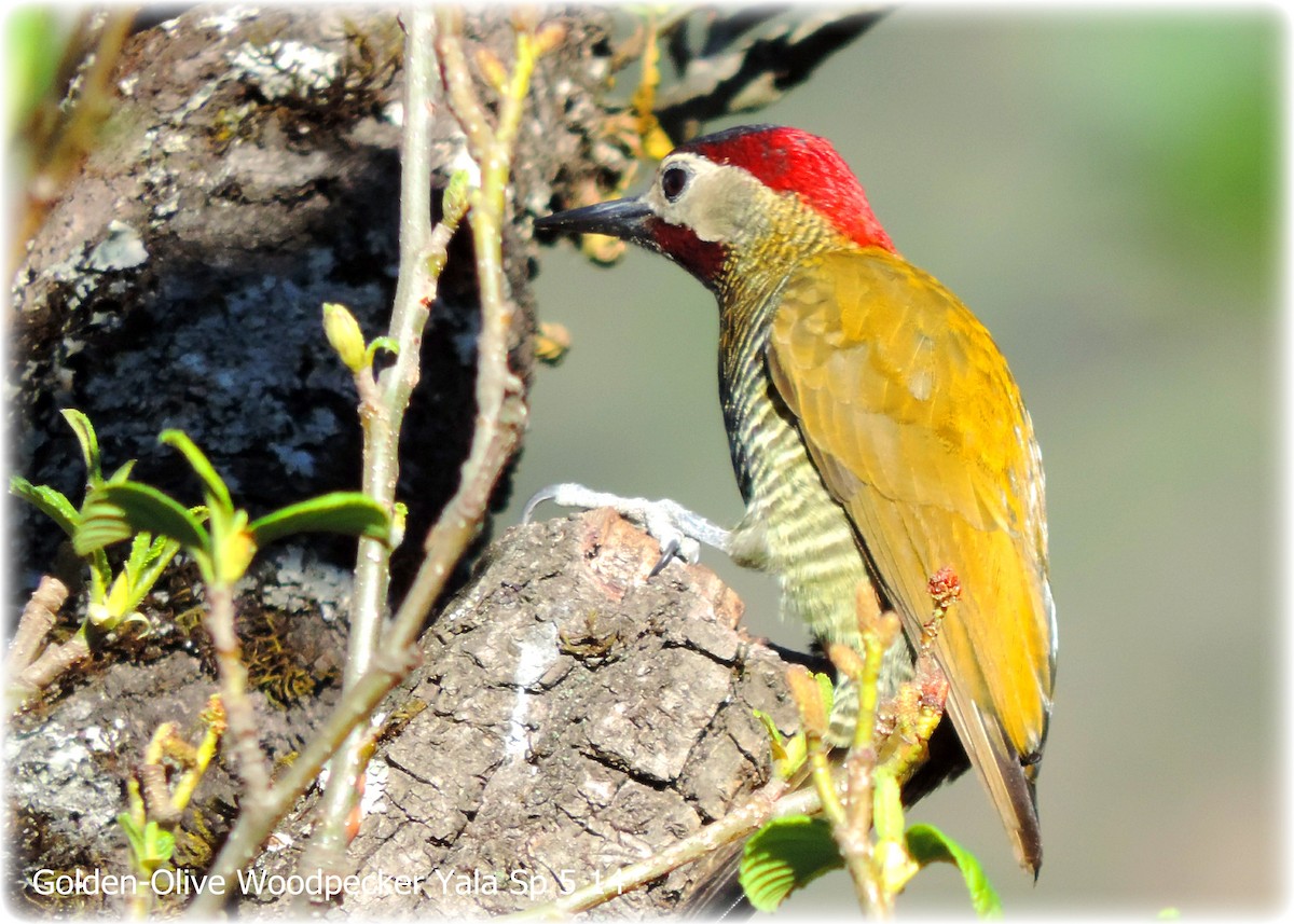 Golden-olive Woodpecker - Laurie Koepke