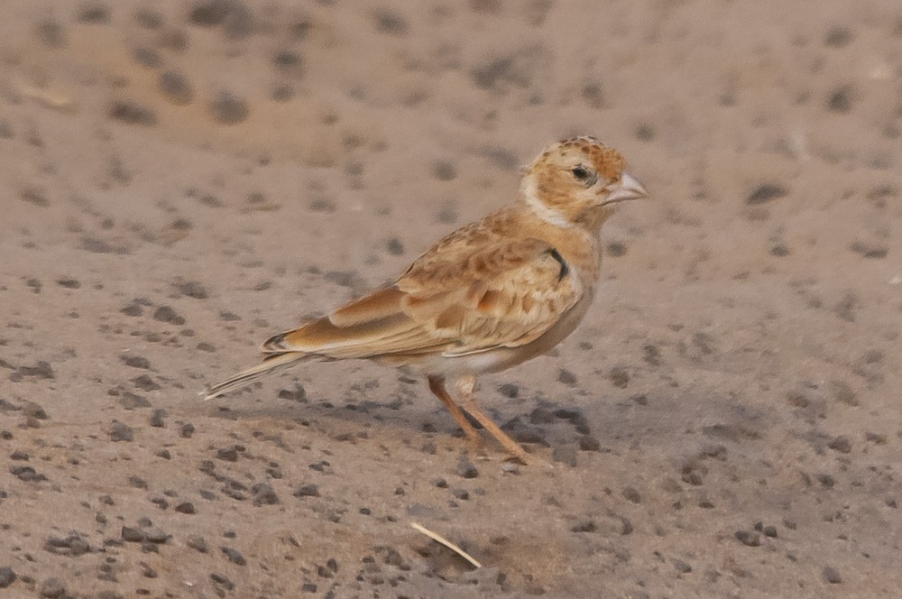 Chestnut-backed Sparrow-Lark - ML357128741