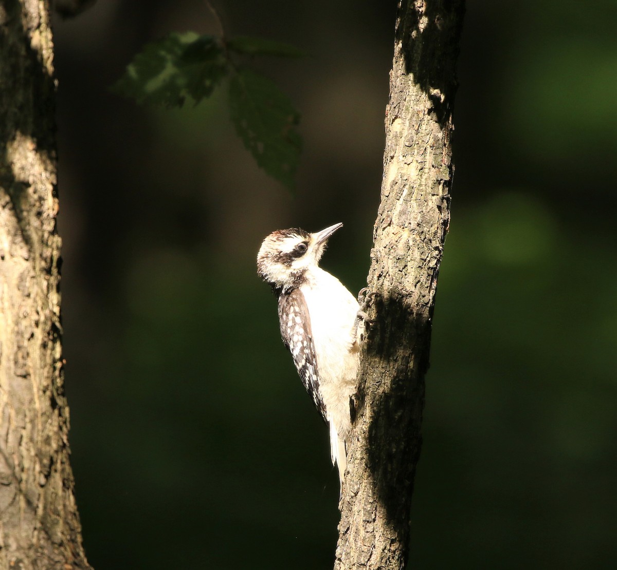 Hairy Woodpecker - ML357129091