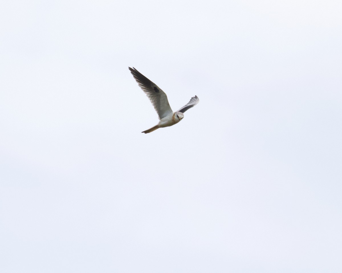 White-tailed Kite - ML357130861